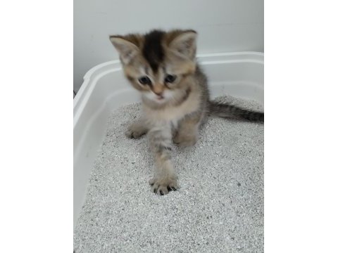 Sevimli oyuncu british shorthair yavrular