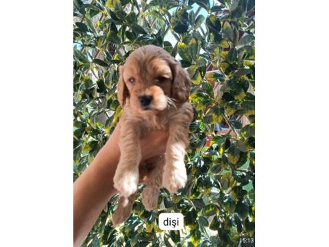 Toy poodle yavrularımız