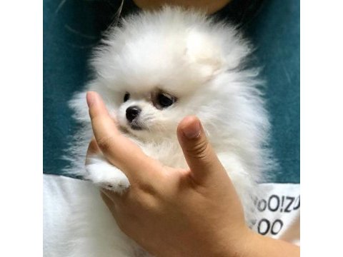 Pomeranian boo yavruları