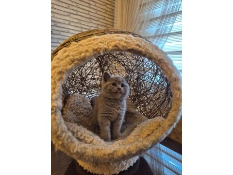 Lilac koca kafalı british shorthair