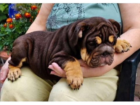 Renkli bulldog çocuklar
