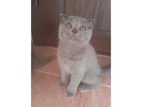 3 aylık dişi yavrumuz yeni ailesini bekliyor
