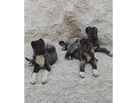Kurt boğan kangal