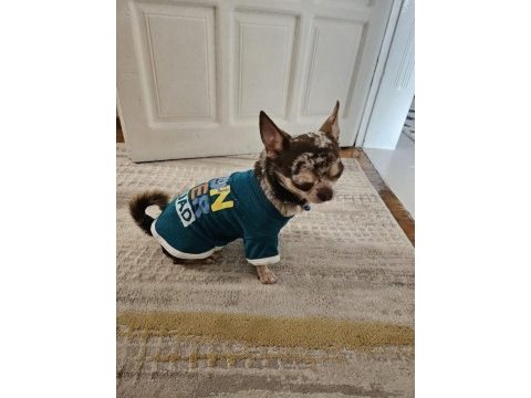 Chihuahua (şivava) süper eğitimli insan sever