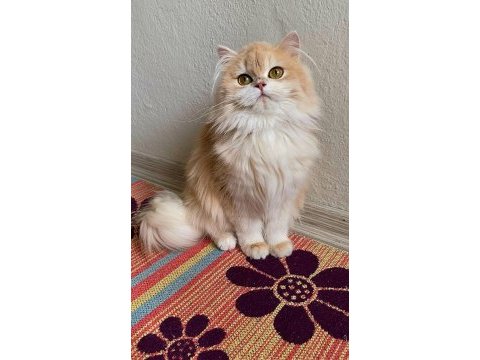 British longhair güzel kızıma yuva arıyorum