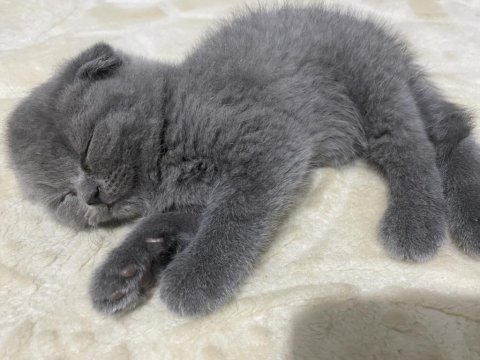 Scottish fold dişi 2 aylık