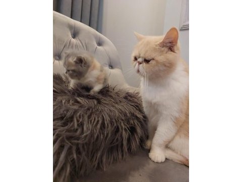 Exotic shorthair son yavru