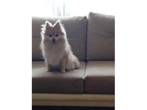 Pomeranian spitz latte kızımıza yuva arıyoruz