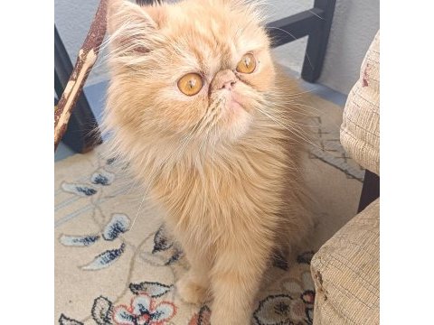 İran kedisi güzel kızım balım için damat arıyoruz