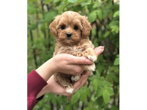 Şeker maltipoo yavrularımız