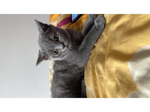 2 aylik erkek british shorthair