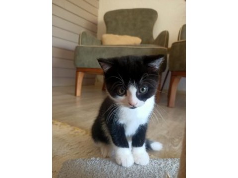 British shorthair kırma