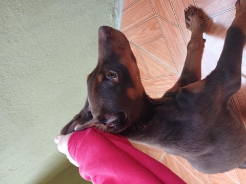 Kızıl doberman köpeği