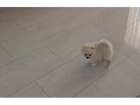 2.5 aylık pomeranian erkek