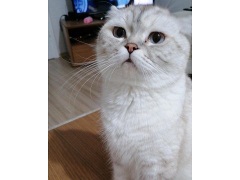 Scottish fold dişi