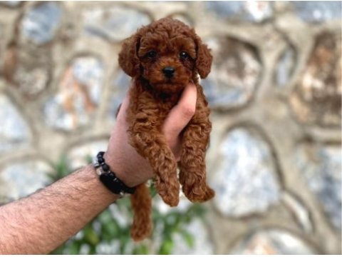 Orjinal toy poodle erkek dişi red yavru şecereli anne baba