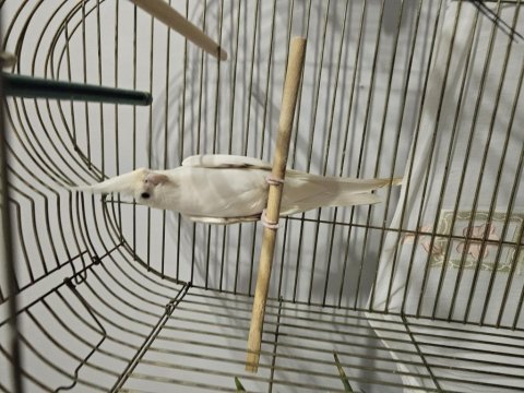 Albino kırmızı göz erkek ele alışık konuşan