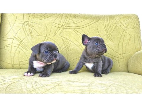 Blue renkli maviş gözlü tuvalet eğitimli french bulldoglar