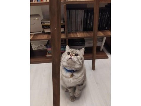 British shorthair ücretsiz 4 yaşında