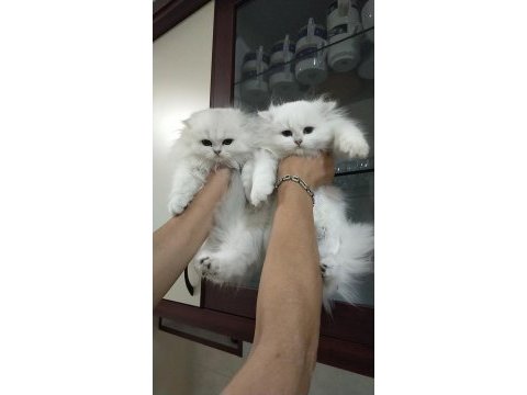 British longhair yeni ailem olmak ister misiniz