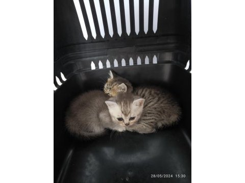 British blue point ve scottish straight safkan bebekler