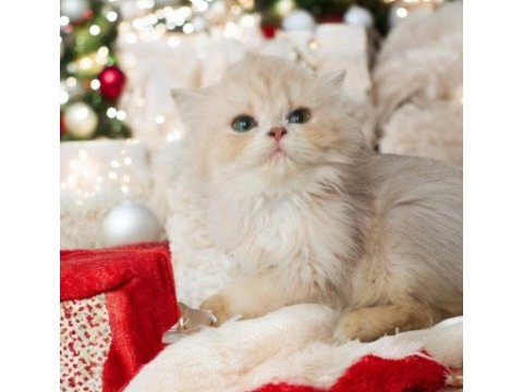 British longhair dişi