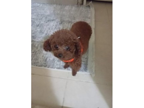 Irk ve sağlık garantili poodle bebekler