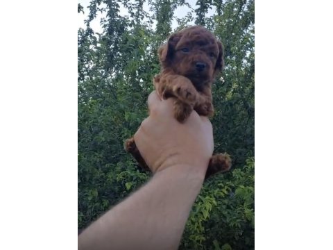 Red brown kore safkan toy poodle yavrularımız