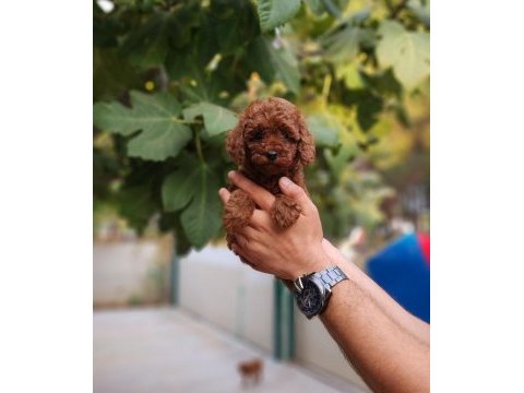 Çiftliğimiz de poodle yavrularımızı görebilirsiniz