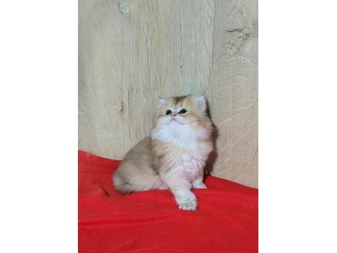 Mükemmel british longhair dişi yavrular