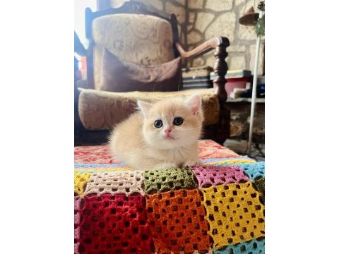 Saf kan golden british shorthair yavruları (wcf kayıtlı)