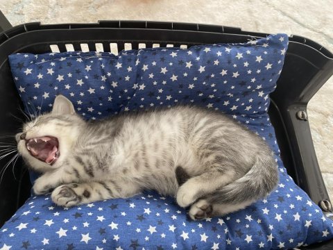 Kedi erkek british shorthair