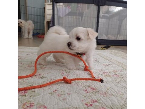 Sıfır numara şecereli yavru köpekler