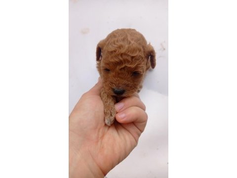 Toy poodle