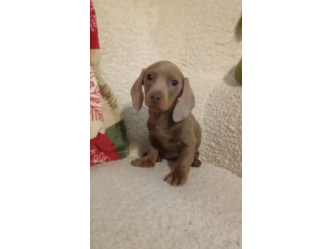 Özel dachshund yavrular