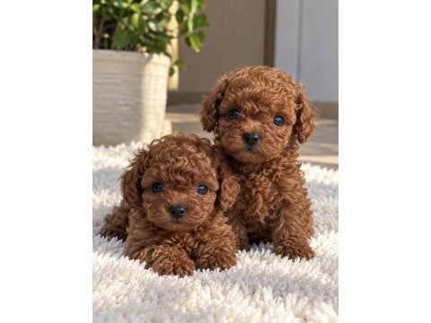 Poodle’da aradığınız görünüm ve kalite bir arada