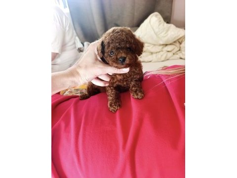 Kore toy poodle yavrular