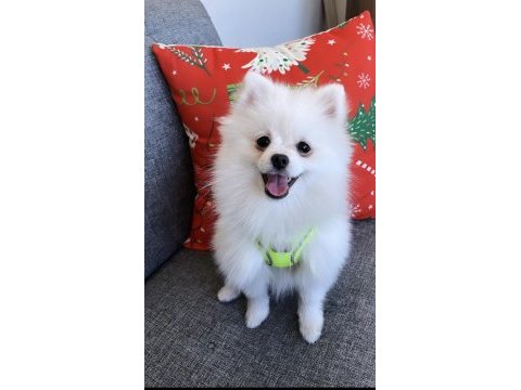 Yakışıklı pomeranian köpeği oğlum