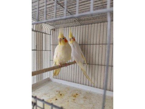 Hazır lutino kırmızı göz takım sultan papağanı