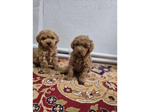 Poodle bal çocuklarım