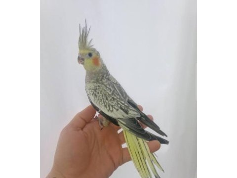 Sultan papağanı evcil