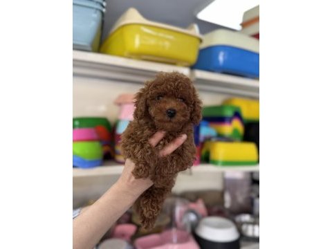 Toy poodle yavrularımız kg garantili