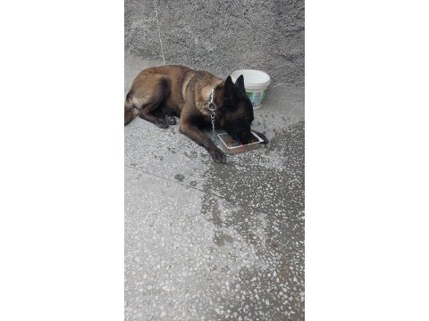 Eğitimli belçika kurdu