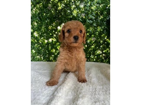 Kilo ve boy garantili toy poodle yavrularım