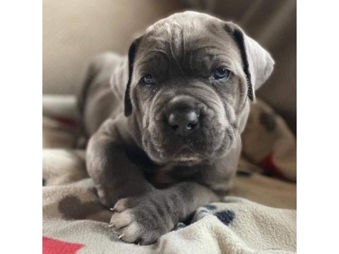 Dev cane corso italiano yavruları