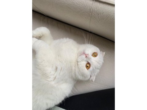 Ayışığı scottish fold