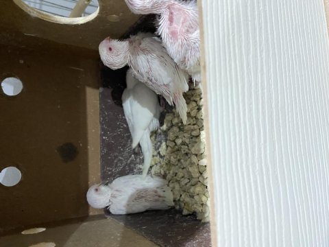 30 günlük yavru ele alışkın muhabbet kuşları