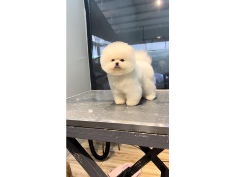 Pomeranian boo
