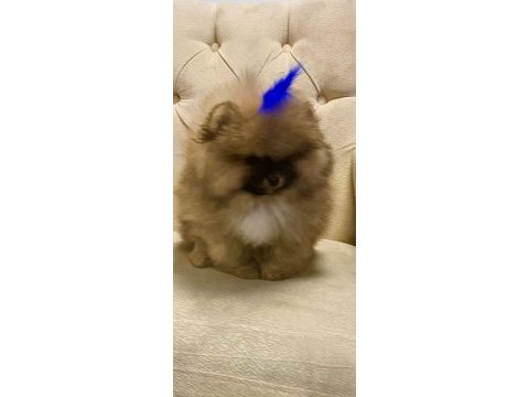 Yavru pomeranian boo