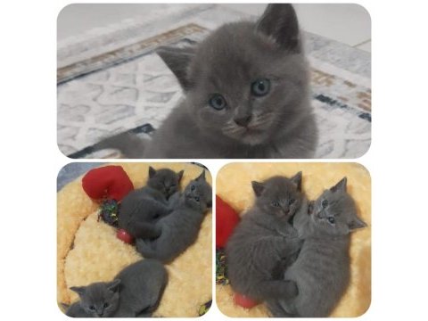 British shorthair gri yavrular
